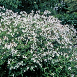 Bowman's Root -Great Garden Plants Sales Store 572 Gillenia trifoliata 1