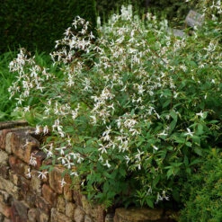 Bowman's Root -Great Garden Plants Sales Store 572 Gillenia trifoliata 5