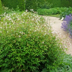 Bowman's Root -Great Garden Plants Sales Store 572 Gillenia trifoliata 6