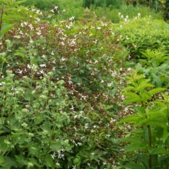 Bowman's Root -Great Garden Plants Sales Store 572 Gillenia trifoliata 8
