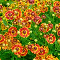 Mariachi™ 'Fuego' Helenium -Great Garden Plants Sales Store 574 Helenium fuego 3