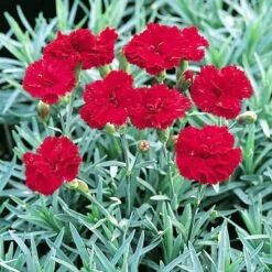 'Frosty Fire' Dianthus