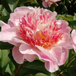 'Do Tell' Peony -Great Garden Plants Sales Store 578 Paeonia do tell 3