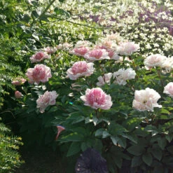 'Do Tell' Peony -Great Garden Plants Sales Store 578 Paeonia do tell 4