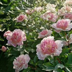 'Do Tell' Peony -Great Garden Plants Sales Store 578 Paeonia do tell 5
