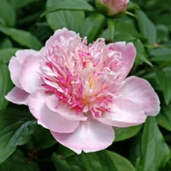 'Do Tell' Peony -Great Garden Plants Sales Store 578 Paeonia do tell 7