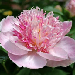 'Do Tell' Peony -Great Garden Plants Sales Store 578 Paeonia do tell 8