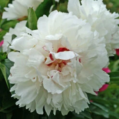 'Festiva Maxima' Peony -Great Garden Plants Sales Store 580 Paeonia festiva maxima 3