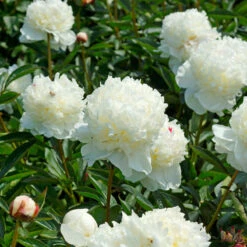 'Festiva Maxima' Peony -Great Garden Plants Sales Store 580 Paeonia festiva maxima 4