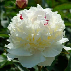 'Festiva Maxima' Peony -Great Garden Plants Sales Store 580 Paeonia festiva maxima 5