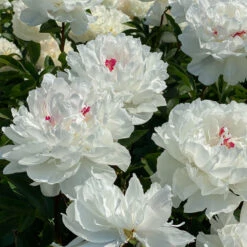 'Festiva Maxima' Peony -Great Garden Plants Sales Store 580 Paeonia festiva maxima 6