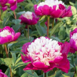 'White Cap' Peony -Great Garden Plants Sales Store 582 Paeonia white cap 6