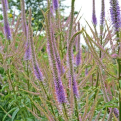 'Fascination' Culver's Root -Great Garden Plants Sales Store 583 Veronicastrum fascination 4