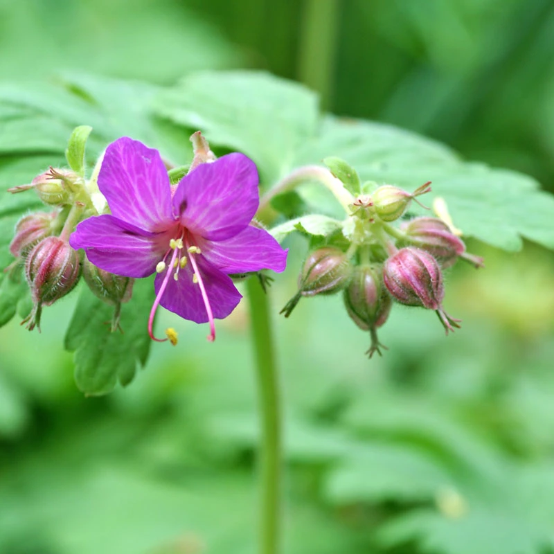 'Bevan's Variety' Cranesbill 2 'Bevan's Variety' Cranesbill - Image 2