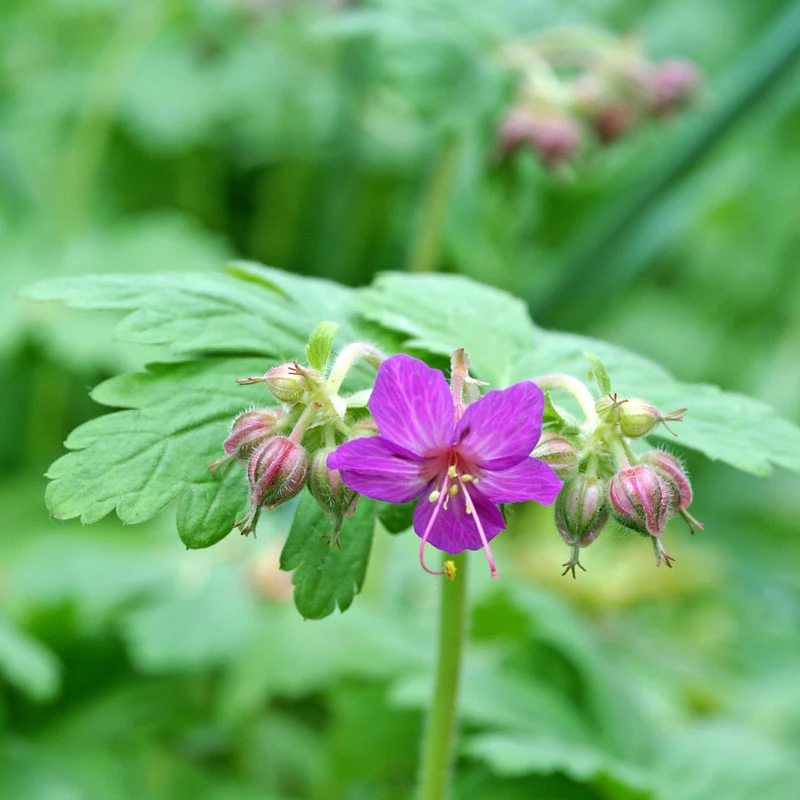 'Bevan's Variety' Cranesbill 3 'Bevan's Variety' Cranesbill - Image 3