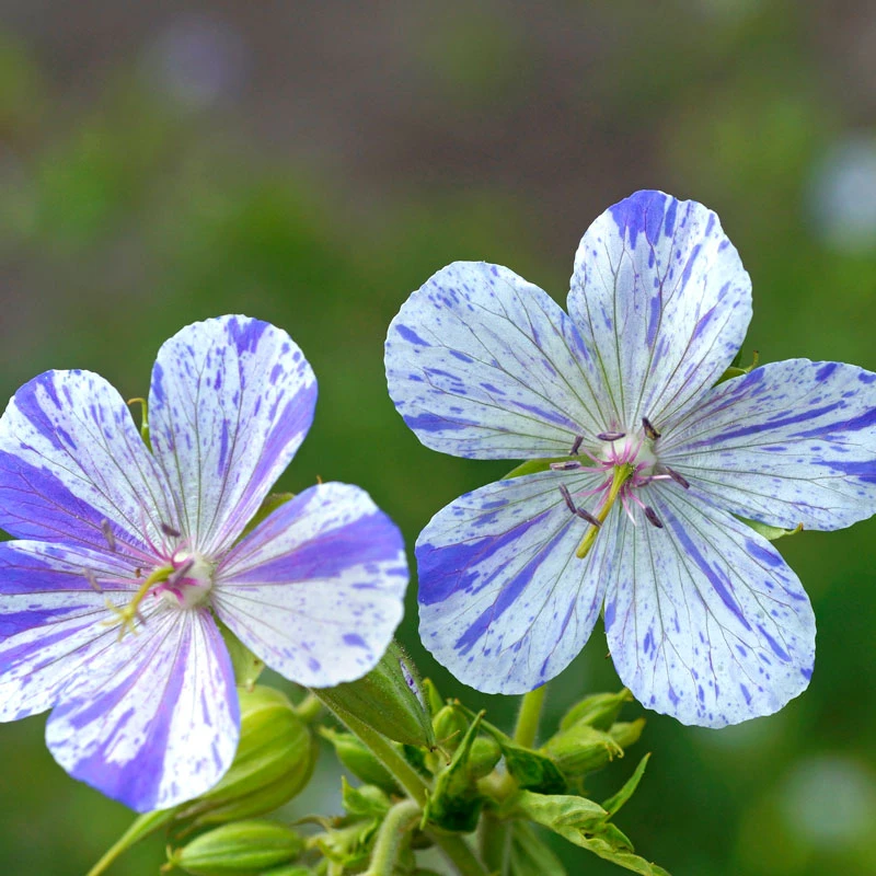 'Delft Blue' Cranesbill 1 'Delft Blue' Cranesbill