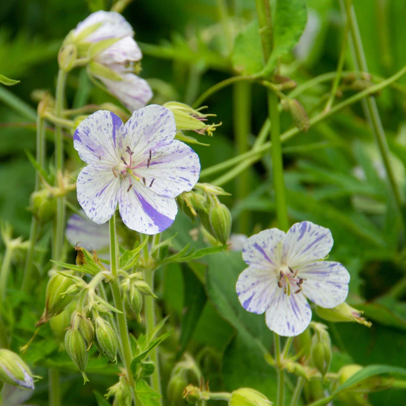 'Delft Blue' Cranesbill 2 'Delft Blue' Cranesbill - Image 2