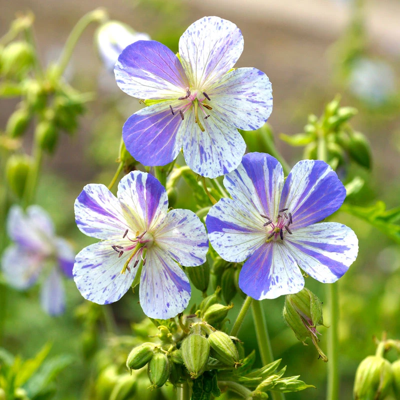 'Delft Blue' Cranesbill 4 'Delft Blue' Cranesbill - Image 4