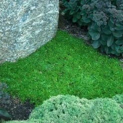 'Jewel Of Desert Topaz' Ice Plant -Great Garden Plants Sales Store 585 2256 popup sw