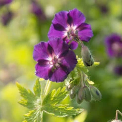 'Raven' Cranesbill -Great Garden Plants Sales Store 586 Geranium raven 3