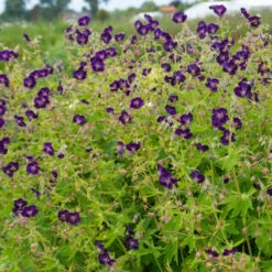 'Raven' Cranesbill -Great Garden Plants Sales Store 586 Geranium raven 4