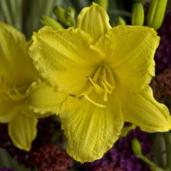 'Happy Returns' Daylily -Great Garden Plants Sales Store 58e35d4820c06e74616336394aec8c26