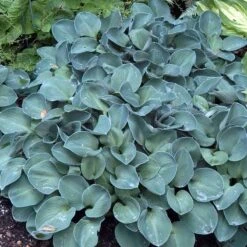 'Blue Mouse Ears' Hosta -Great Garden Plants Sales Store 592 2330 popup sw