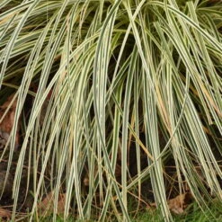 'Feather Falls' Sedge -Great Garden Plants Sales Store 596CarexFEATHERFALLS 3