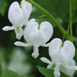 White Bleeding Heart -Great Garden Plants Sales Store 597Dicentraspectabilis Alba 3