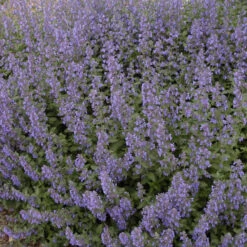 Walker's Low Catmint 10 Walker's Low Catmint -Great Garden Plants Sales Store 5cdb9a9f455b5c4b370094af297a9747