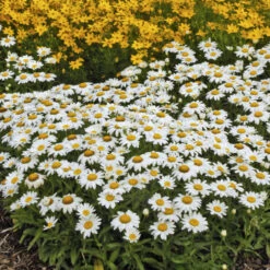 'Snowcap' Shasta Daisy 7 'Snowcap' Shasta Daisy -Great Garden Plants Sales Store 5d07eed00a4d7384dafc77bde2737f15