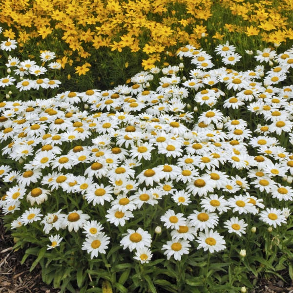 'Snowcap' Shasta Daisy 4 'Snowcap' Shasta Daisy - Image 4