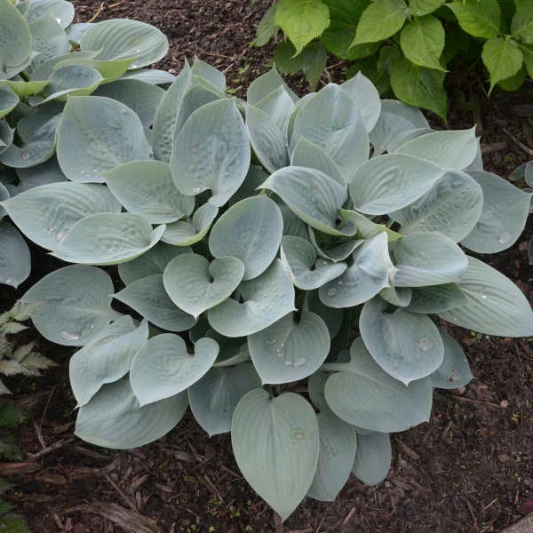 'Prairie Sky' Hosta 2 'Prairie Sky' Hosta - Image 2