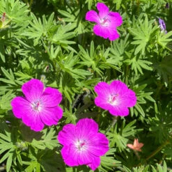 'Max Frei' Bloody Cranesbill -Great Garden Plants Sales Store 604 Geranium max frei 3