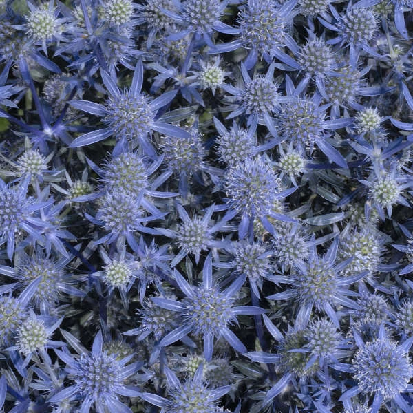 'Blue Glitter' Sea Holly 1 'Blue Glitter' Sea Holly