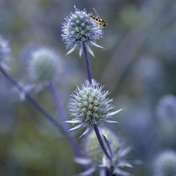 'Blue Glitter' Sea Holly 2 'Blue Glitter' Sea Holly - Image 2