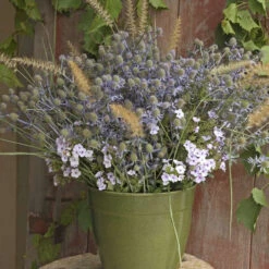 'Blue Glitter' Sea Holly 6 'Blue Glitter' Sea Holly -Great Garden Plants Sales Store 606Eryngiumplanum BlueGlitter 3