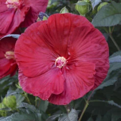 Summerific® 'Cranberry Crush' Perennial Hibiscus -Great Garden Plants Sales Store 607Hibiscus CranberryCrush 4