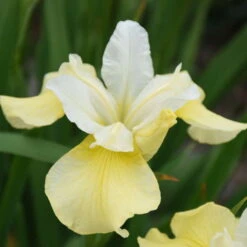 'Butter & Sugar' Siberian Iris -Great Garden Plants Sales Store 619Irissibirica ButterandSugar 1
