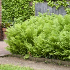 Ostrich Fern -Great Garden Plants Sales Store 626543a673f8afd08445d32991d15d27