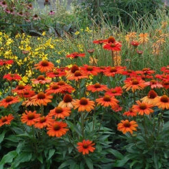Kismet® Intense Orange Coneflower 5 Kismet® Intense Orange Coneflower -Great Garden Plants Sales Store 626 2857 popup