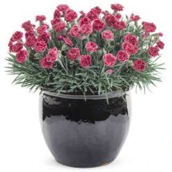 Fruit Punch® 'Black Cherry Frost' Dianthus -Great Garden Plants Sales Store 634 2695 popup