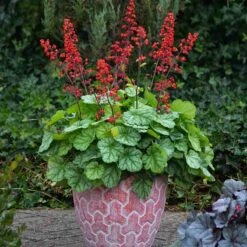 Dolce® 'Appletini' Coral Bells -Great Garden Plants Sales Store 635 2698 popup