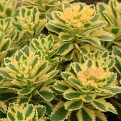 'Atlantis' Stonecrop