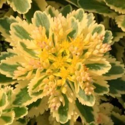 'Atlantis' Stonecrop -Great Garden Plants Sales Store 639 2718 popup e5add1f9 3377 4841 ac33 76dffe76c01b