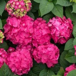 Endless Summer® Summer Crush® Bigleaf Hydrangea 9 Endless Summer® Summer Crush® Bigleaf Hydrangea -Great Garden Plants Sales Store 640 2721 popup