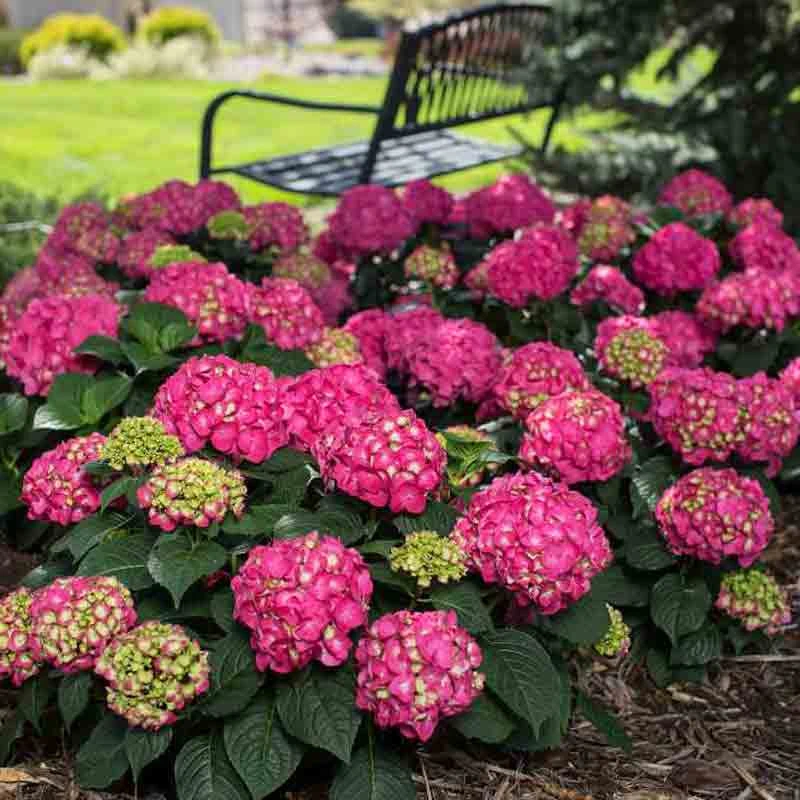 Endless Summer® Summer Crush® Bigleaf Hydrangea 1 Endless Summer® Summer Crush® Bigleaf Hydrangea