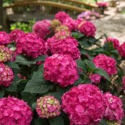 Endless Summer® Summer Crush® Bigleaf Hydrangea 8 Endless Summer® Summer Crush® Bigleaf Hydrangea -Great Garden Plants Sales Store 640 2724 popup