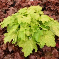 Dressed Up™ Ball Gown Coral Bells -Great Garden Plants Sales Store 652 Ball Gown Heuchera 2