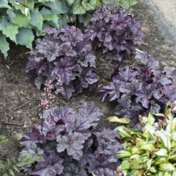 Dolce® 'Frosted Berry' Coral Bells -Great Garden Plants Sales Store 654 Dolce Frosted Berry Heuchera 3